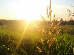 summer solstice no words